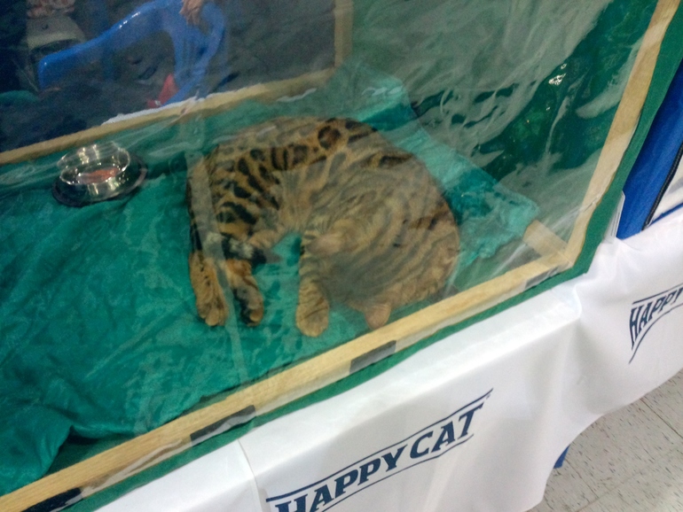 выставка кошек