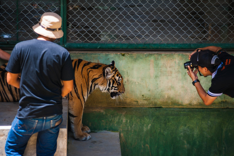 Парк Тигров на Пхукете «Tiger Kingdom»