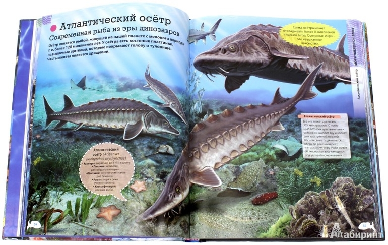 Лучший подарок детям, которые любят море