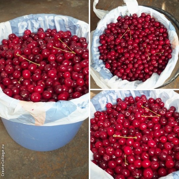 the cherry orchard