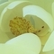 юлия