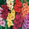 Gladiolus80