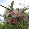 tanyuka