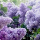 Александра