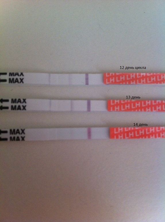 Опять я к вам с овуляцией..
