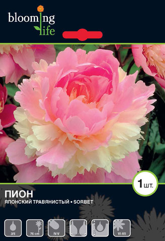 пион Сорбет