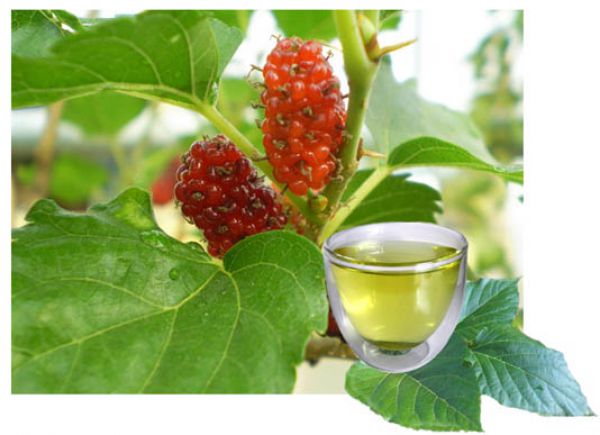 Чай MULBERRY из шелковицы  (60 г.)