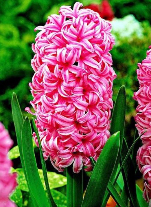 Гиацинт Pink Pearl