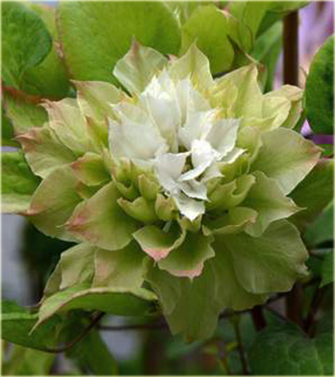 Midori