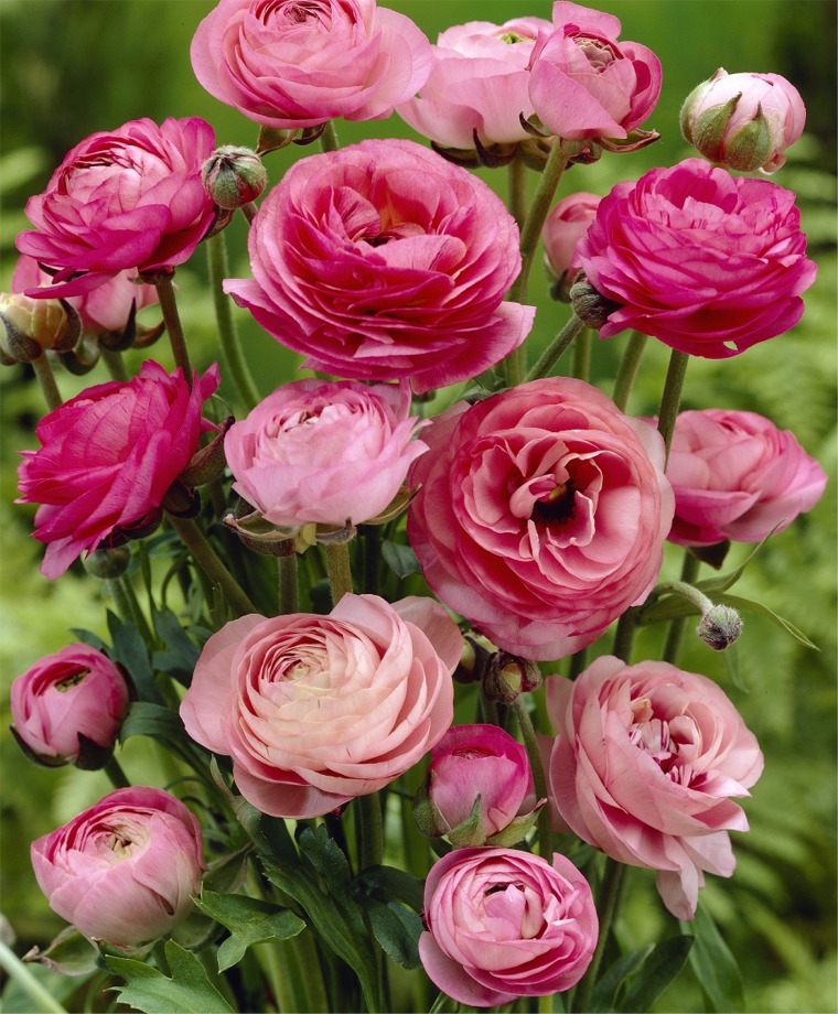 Ранункулюс розовый Ranunculus Pink