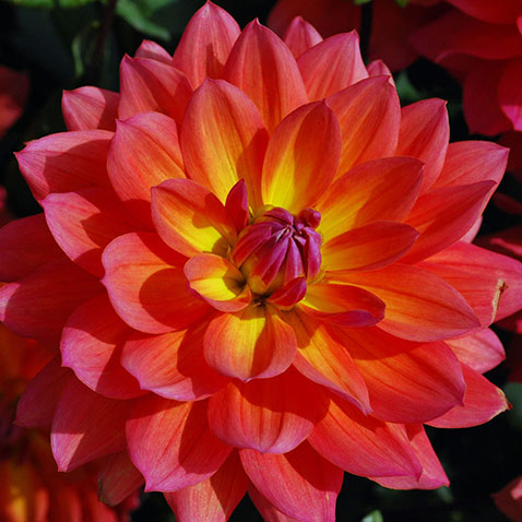 Dahlia Decor Firepot
