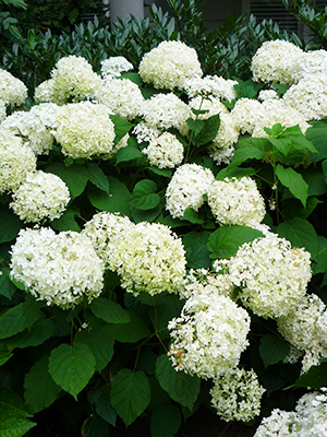 Гортензия древовидная  Annabelle