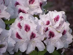 Rhododendron hybrida Calsap