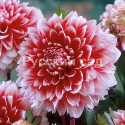 георгин Red and White Fubuki