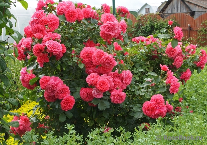 Плетистая повторноцветущая Rosarium Uetersen 8 из 10