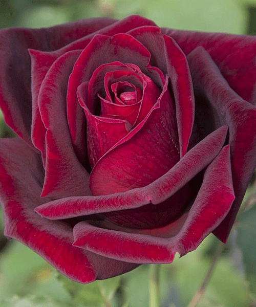 Роза Edith Piaf чайно-гибридная