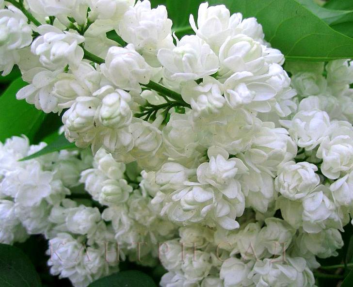 Syringa v. Pamiec o Kolesnikowie/сирень
