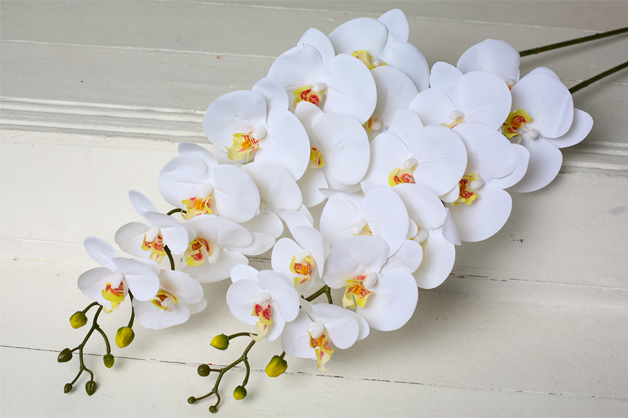Орхидея Фаленопси с (11 цветков)