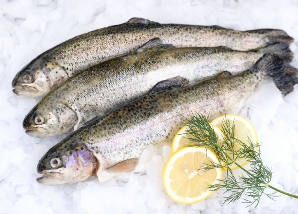 Форель речная н/р с/м 5 кг