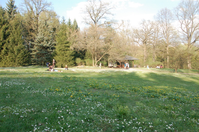 Сакура в ботаническом саду