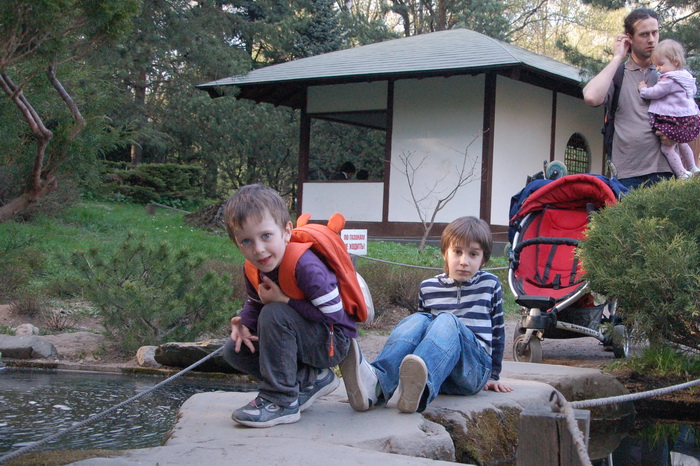 Сакура в ботаническом саду