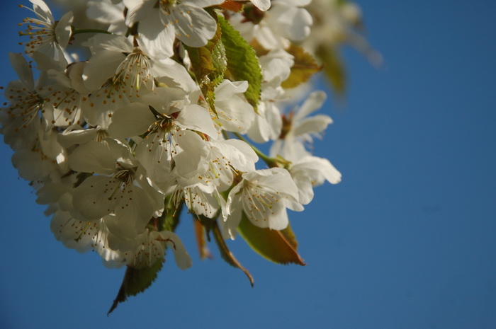 Сакура в ботаническом саду