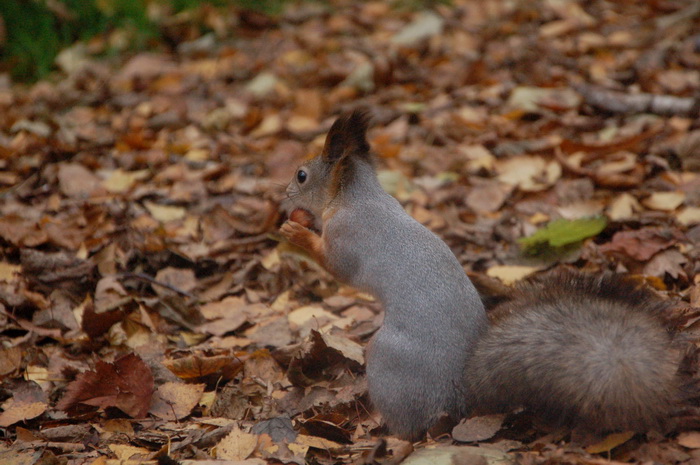 Хочу белочку!