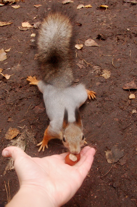 Хочу белочку!