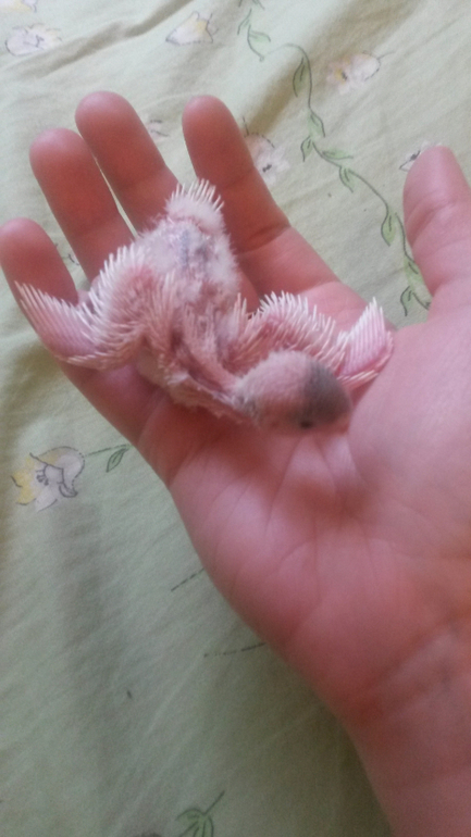 Давно не писала, растем