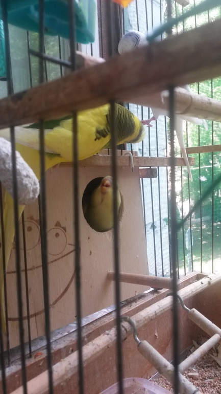 Птенцы подросли и совсем скоро готовы переехать