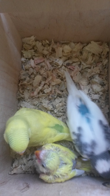 Птенцы подросли и совсем скоро готовы переехать