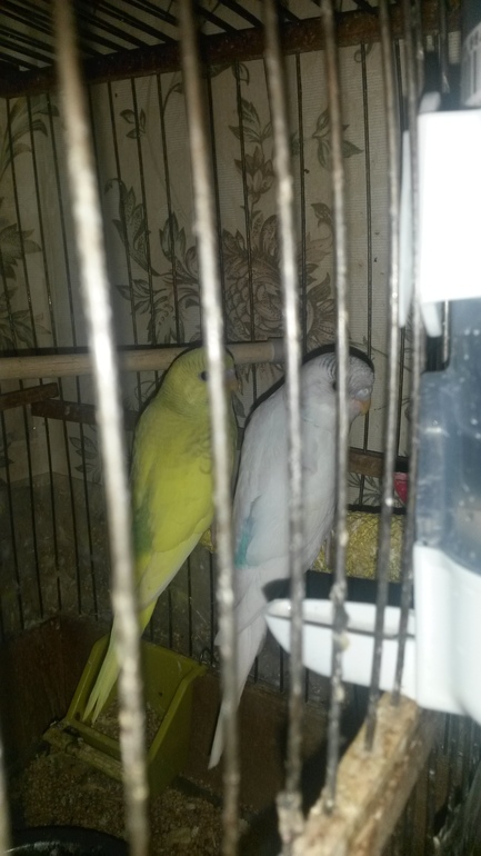 Птенцы подросли и совсем скоро готовы переехать