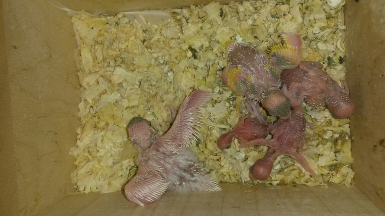 Давно не писала, растем