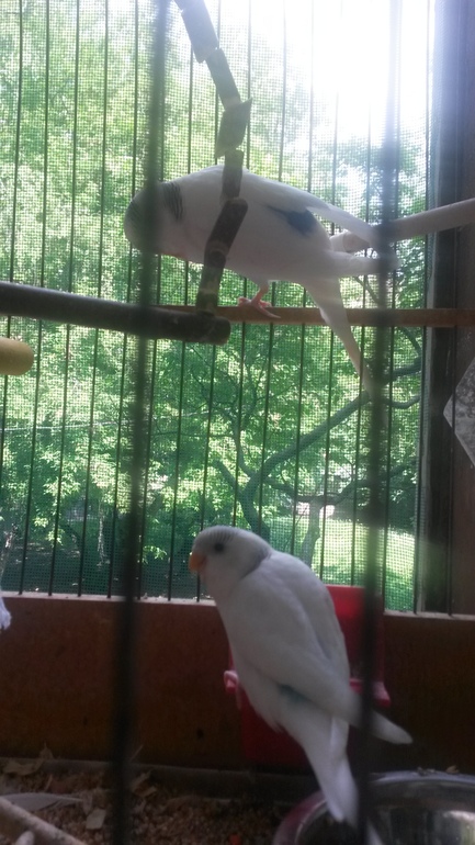 Птенцы подросли и совсем скоро готовы переехать