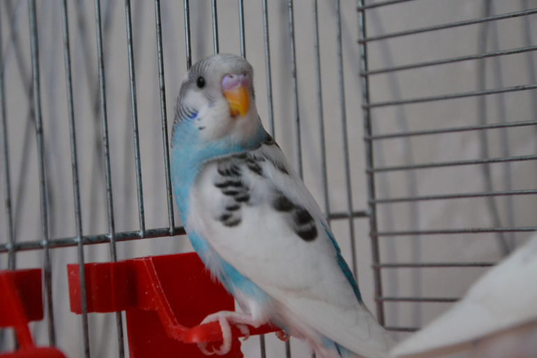 Продам попугайчика