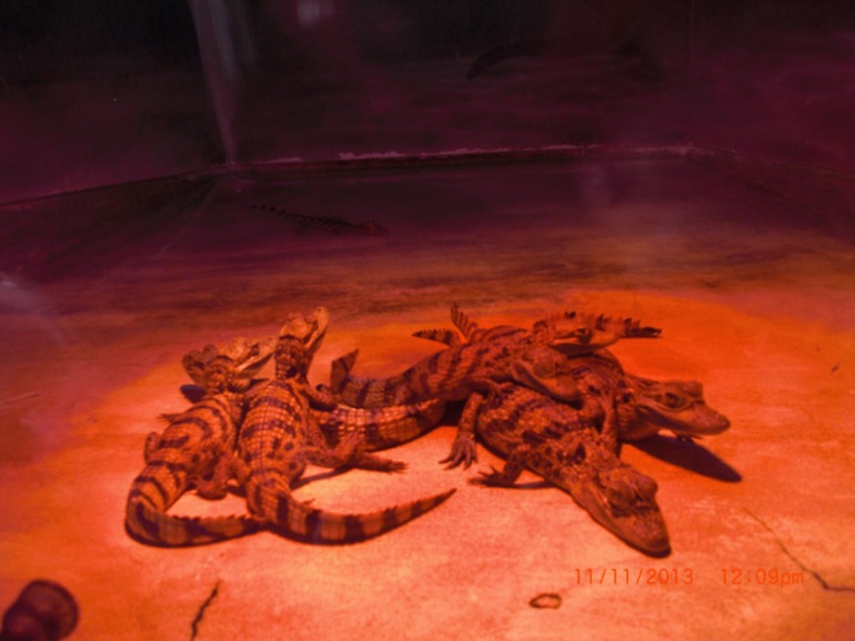 Торремолинос, Испания, крокодиловая ферма.
