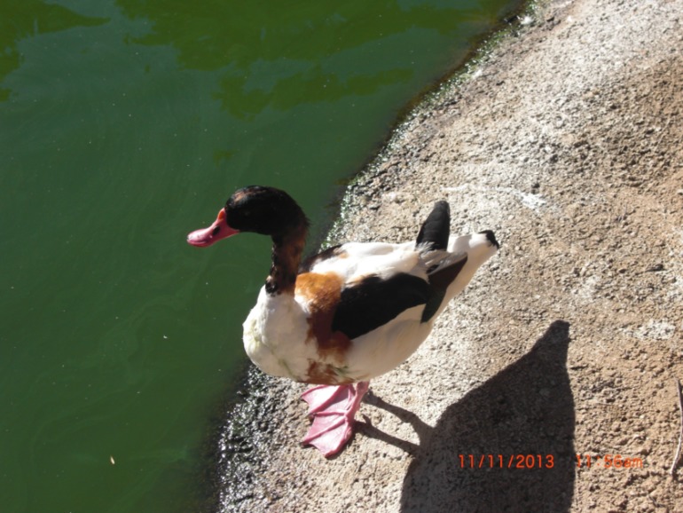 Торремолинос, Испания, крокодиловая ферма.