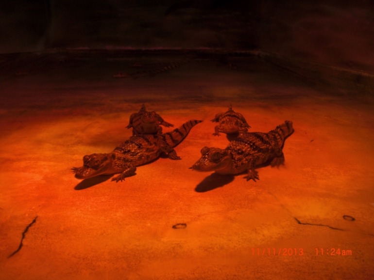 Торремолинос, Испания, крокодиловая ферма.