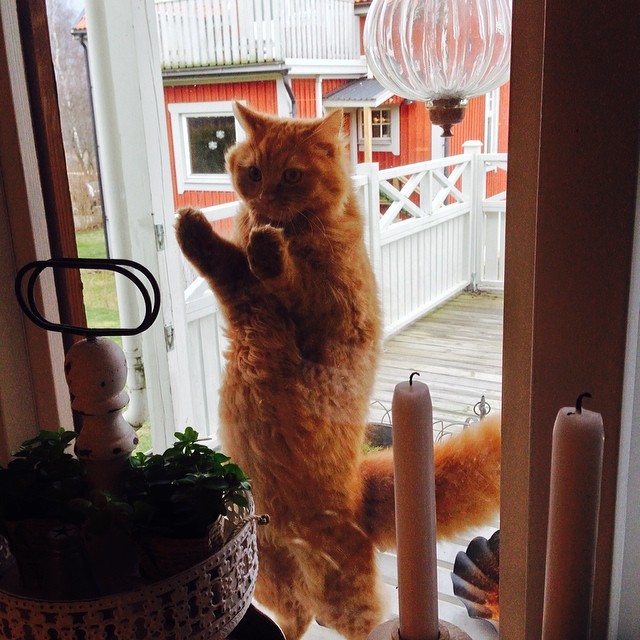 Дом кота в Hallsberg