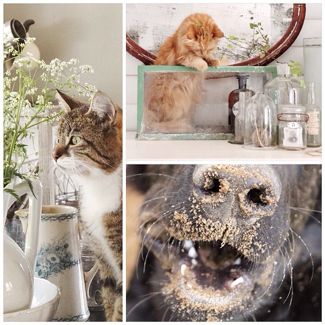 Самое лучшее в сканди это сельские мотивы