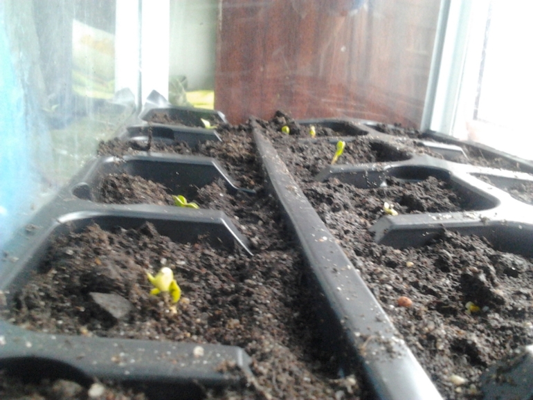 весна на окошке