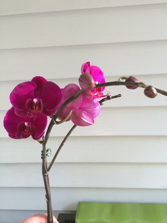 Мои новые сожители:)