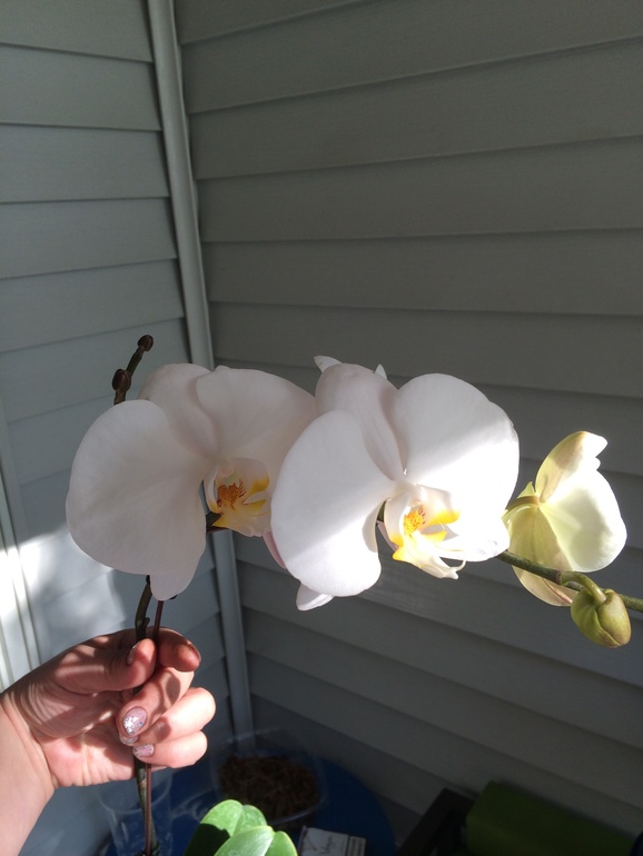 Мои новые сожители:)