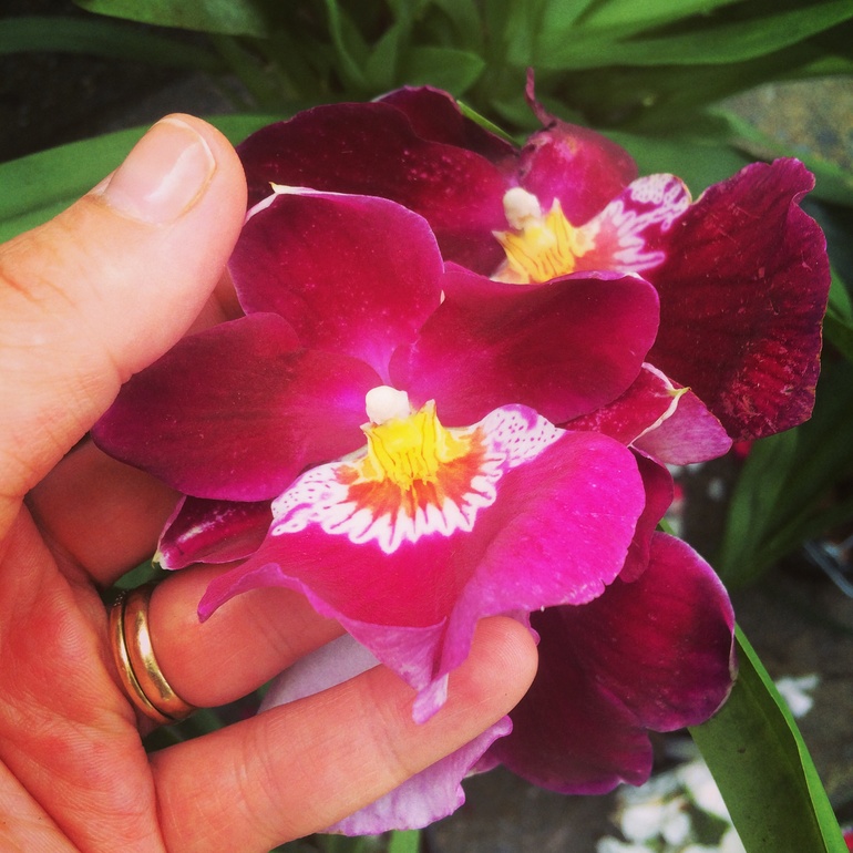 Ее величество Орхидея