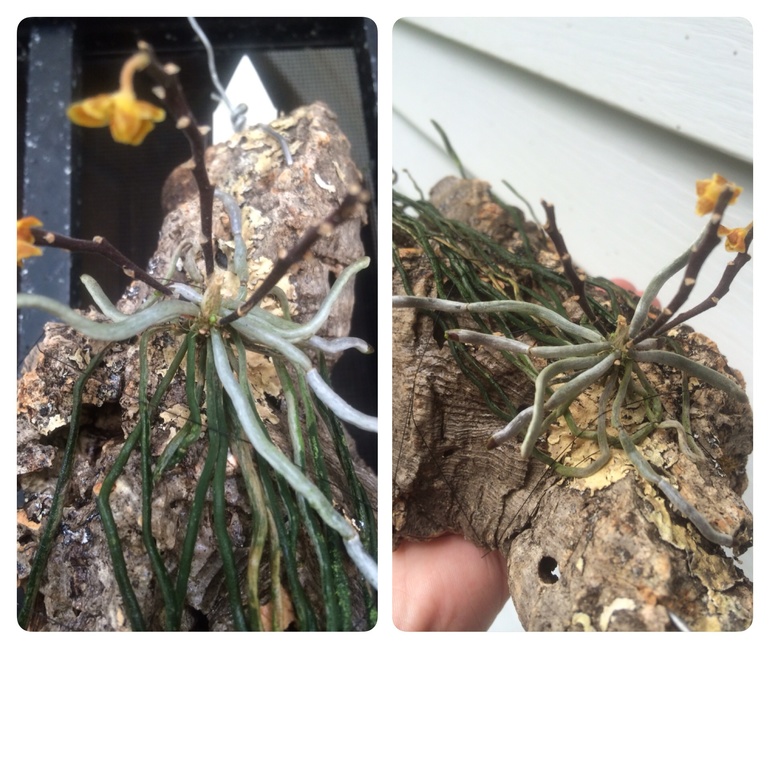 Ее величество Орхидея