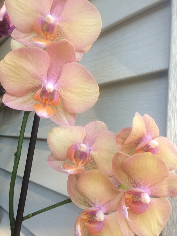 Ее величество Орхидея