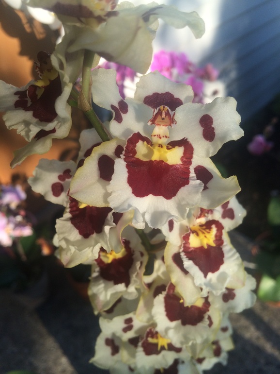 Ее величество Орхидея