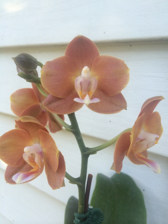 Ее величество Орхидея