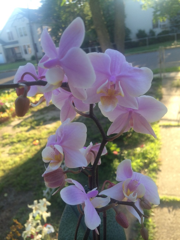 Ее величество Орхидея