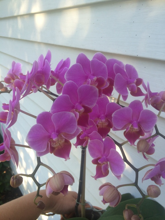 Ее величество Орхидея